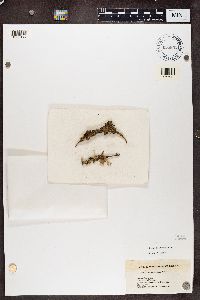 Tuckermanopsis ciliaris image