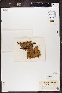 Peltigera leucophlebia image