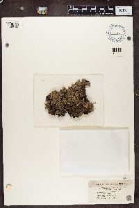 Peltigera rufescens image
