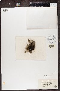 Cladonia multiformis image