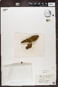 Xanthoria fallax image