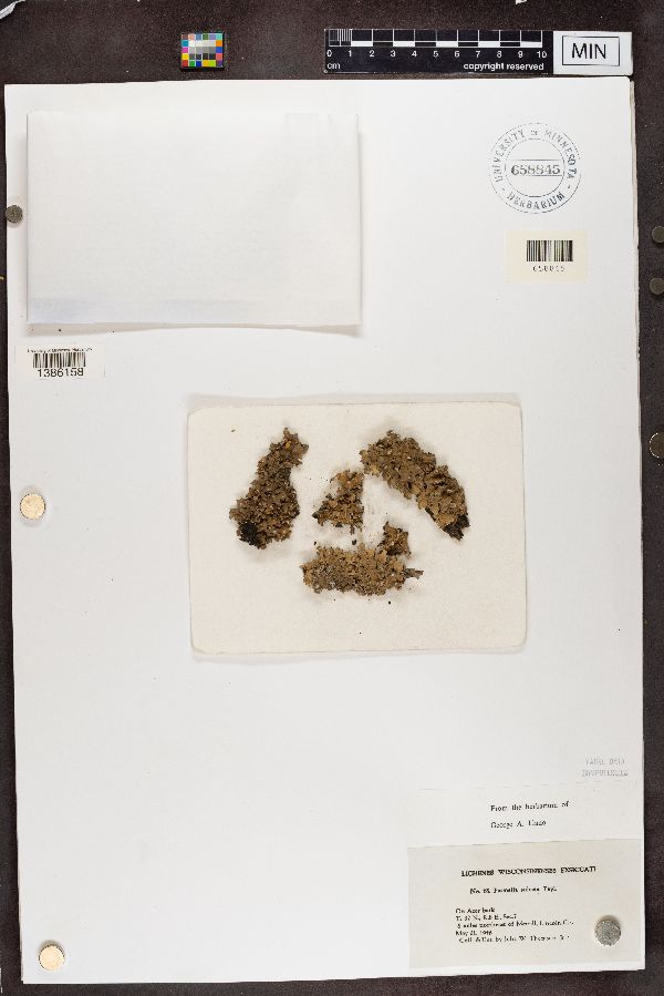 Parmelia sulcata image