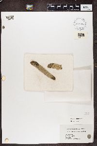 Stictis urceolatum image