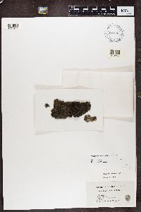 Caloplaca cerina image