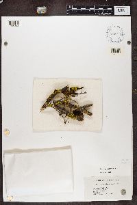 Vulpicida pinastri image