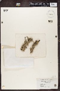 Hypogymnia physodes image