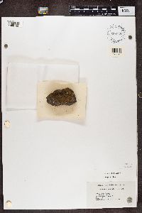 Protoparmeliopsis muralis image