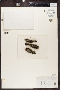 Hyperphyscia adglutinata image