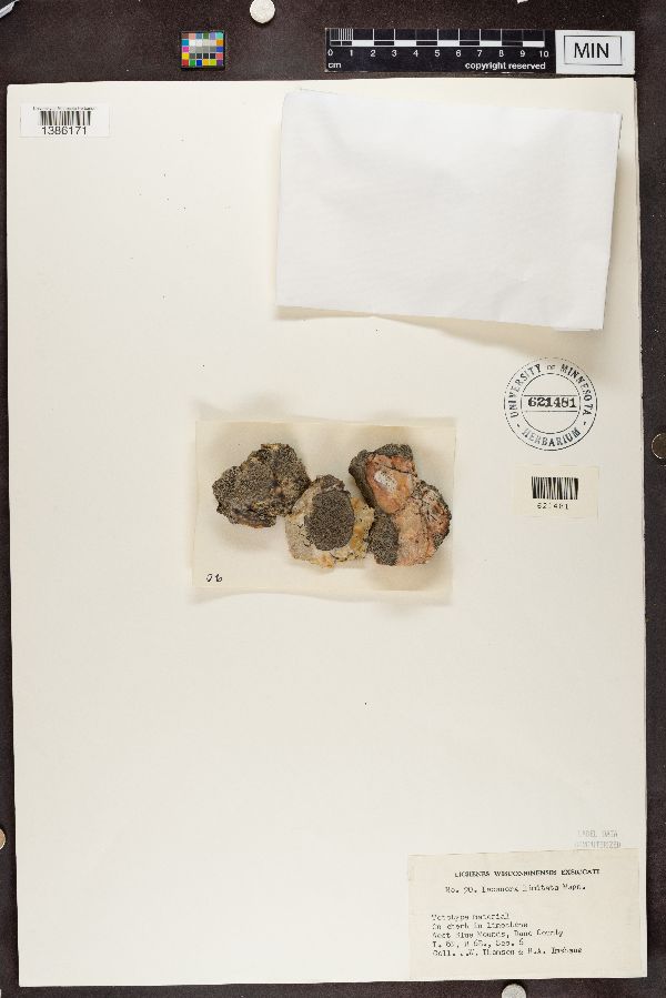 Lecanora limitata image