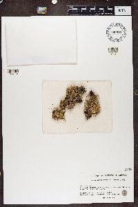 Ramalina intermedia image