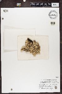 Cetrelia olivetorum image