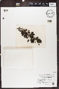 Dermatocarpon miniatum image