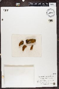 Xanthoria fallax image