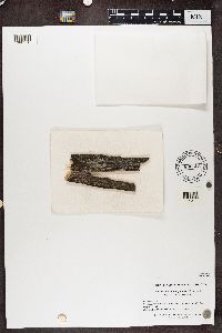 Lecanora symmicta image