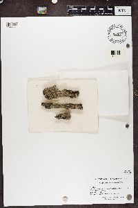 Physcia stellaris image