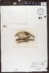 Phaeocalicium curtisii image