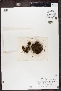 Bilimbia sabuletorum image