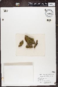 Caloplaca ulmorum image