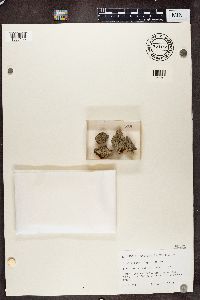 Calicium adspersum image