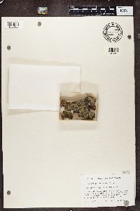Calicium adspersum image