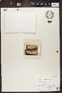 Calicium lenticulare image