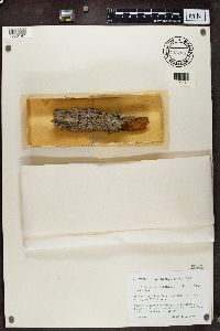 Sclerophora peronella image