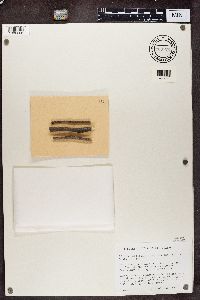 Phaeocalicium compressulum image