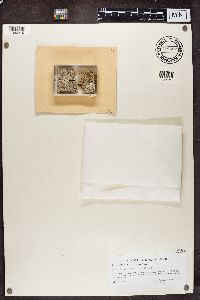 Calicium salicinum image