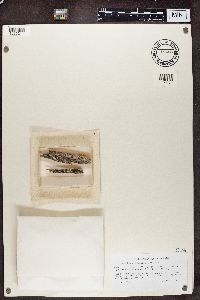 Calicium trabinellum image