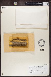 Chaenotheca trichialis image