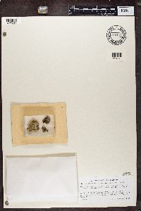 Chaenothecopsis consociata image