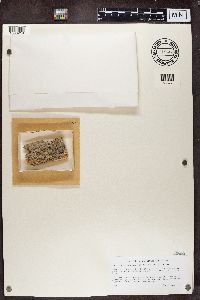 Media resource of Chaenothecopsis pusilla