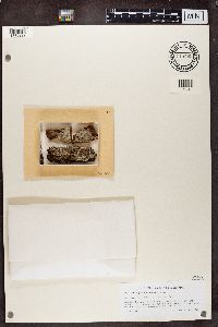 Sclerophora pallida image