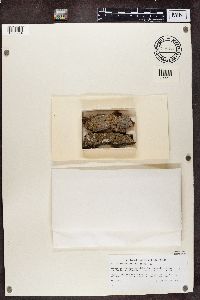 Sclerophora pallida image