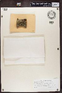 Chaenotheca brachypoda image
