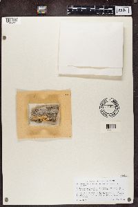 Mycocalicium subtile image