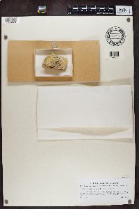 Phaeocalicium polyporaeum image