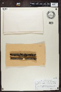 Phaeocalicium populneum image