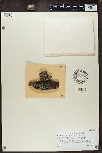 Sphinctrina turbinata image