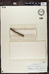 Stenocybe pullatula image