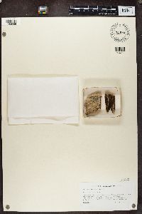 Calicium glaucellum image