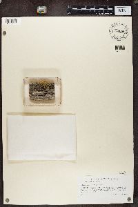 Calicium salicinum image