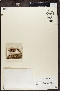 Calicium lenticulare image