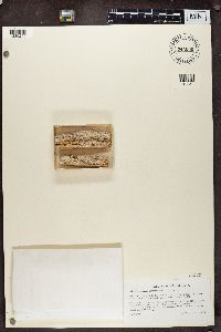 Chaenotheca stemonea image