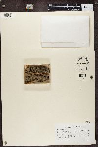 Chaenotheca trichialis image