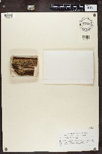 Chaenothecopsis pusilla image