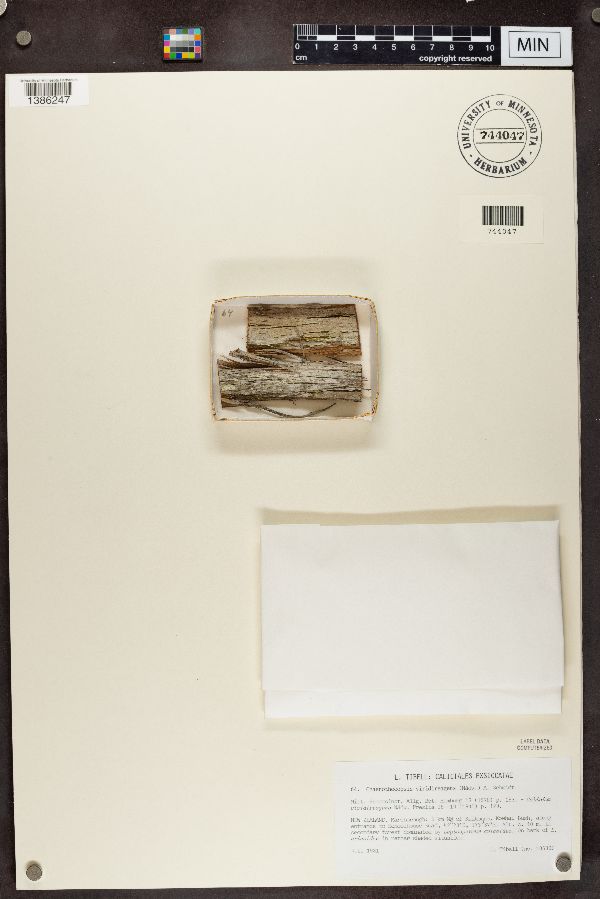 Chaenothecopsis viridireagens image