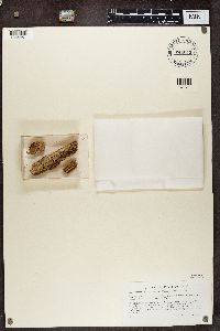 Microcalicium arenarium image