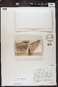 Calicium adspersum image