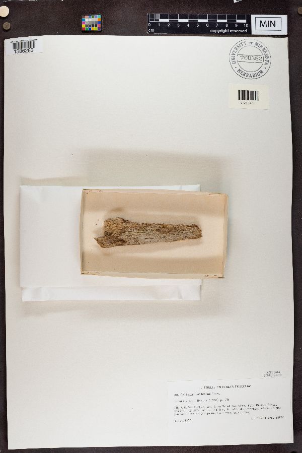 Calicium salicinum image